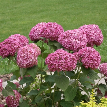 Hydrangea arborescens 'NCHA7' 