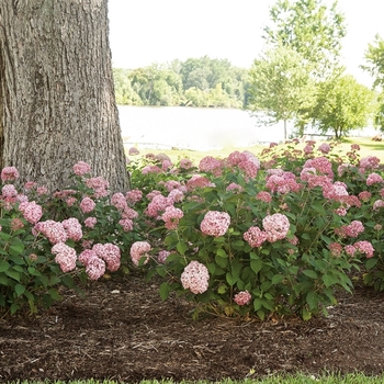 Hydrangea arborescens Invincibelle® 'Spirit II'