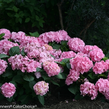 Hydrangea macrophylla 'Berner' PP22329, Can 4526