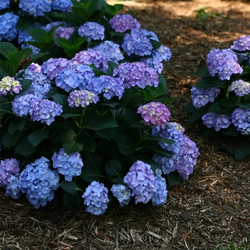 Hydrangea macrophylla Let's Dance® 'Blue Jangles®'