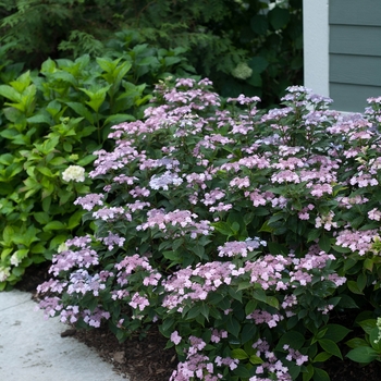 Hydrangea serrata 'MAKD' PP24842, Can 5125