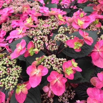 Hydrangea serrata Tuff Stuff™ 'Red' (116455)