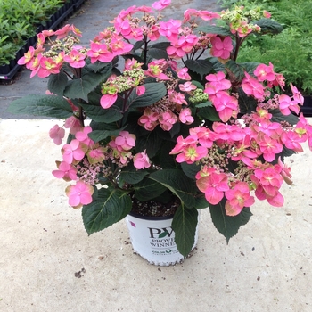 Hydrangea serrata Tuff Stuff™ 'Red' (116456)