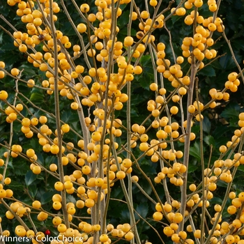 Ilex verticillata Berry Heavy® 'Gold'