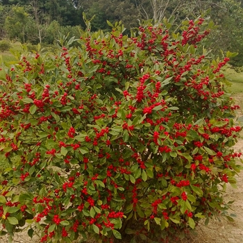 Ilex verticillata Little Goblin® 'Red'