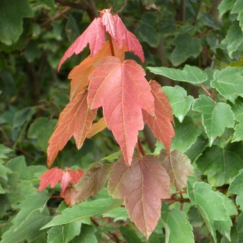 Acer rubrum 'Summer Red®'