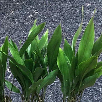 Aspidistra elatior 'Tiny Tank™' Barr01 PPAF