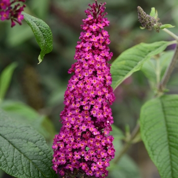 Buddleia 'CranRazz™'