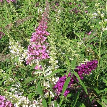 Buddleia davidii 'Fourth of July'