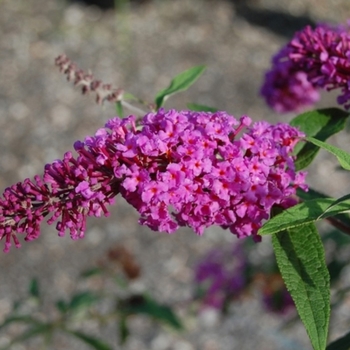 Buddleia davidii 'Windy Hill'