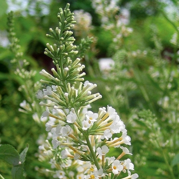 Buddleia 'Vanilla Treat™'