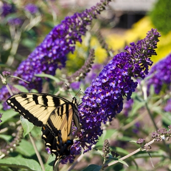 Buddleia davidii 'Asian Moon'