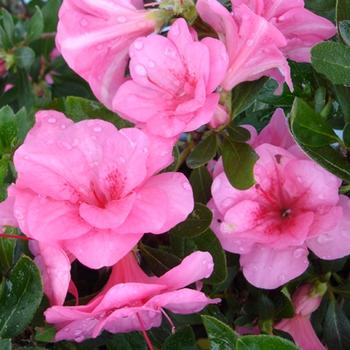 Rhododendron ReBloom™ 'Cherry Pink Prestige™'