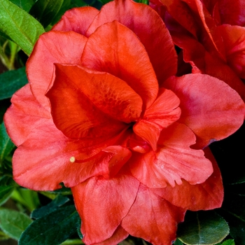Rhododendron ReBLOOM™ 'Coral Amazement™'