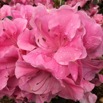 Rhododendron ReBLOOM™ 'Pink Adoration™'