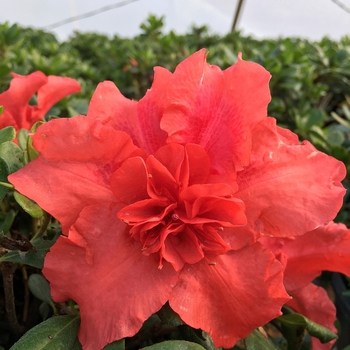 Rhododendron ReBLOOM™ 'Firebrick Fame™'