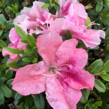 Rhododendron ReBLOOM™ 'Purple Spectacular™'