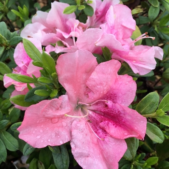 Rhododendron Bloom-A-Thon® 'Purple Spectacular™'