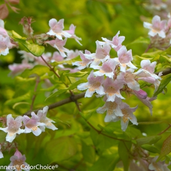 Kolkwitzia amabilis 'Maradco' 