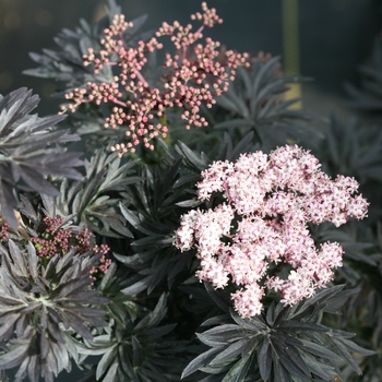 Sambucus nigra 'Laced Up®'