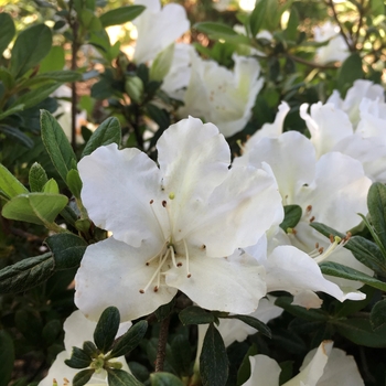 Rhododendron ReBLOOM™ 'White Nobility™'