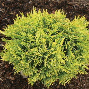 Thuja occidentalis 'Anna's Magic Ball®'