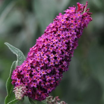 Buddleia 'Blaze Pink'