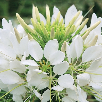 Cleome hassleriana 'White' 