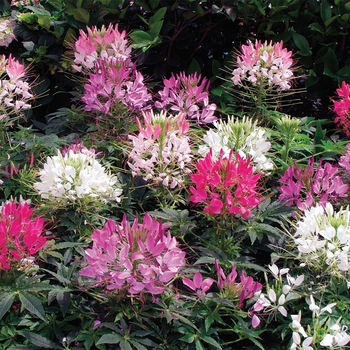 Cleome hassleriana 'Mix' 