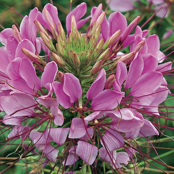 Cleome hassleriana 'Lavender' 