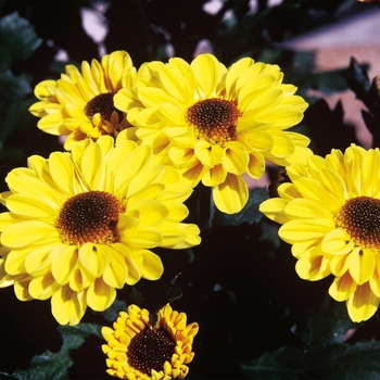 Chrysanthemum indicum 'Vyron™ Yellow' 