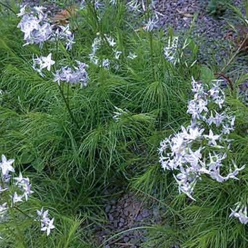 Amsonia ciliata var. filifolia 'Georgia Pancake' 