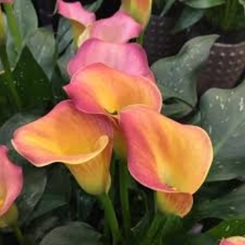 Zantedeschia 'Orania' 