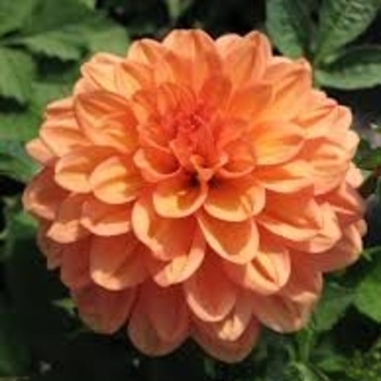 Dahlia 'Go Go Pink' 