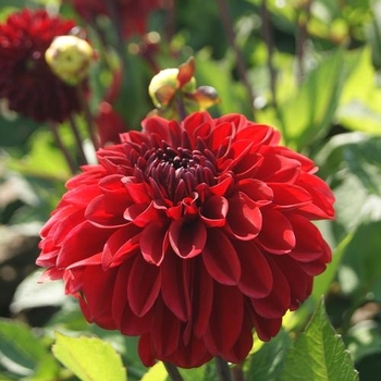 Dahlia 'Go Go Red' 