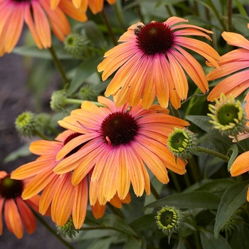 Echinacea 'Rainbow Marcella' PPAF