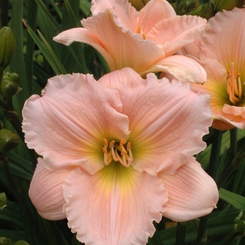 Hemerocallis 'Barbara Mitchell' 