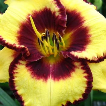 Hemerocallis 'Calico Jack' 