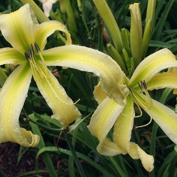 Hemerocallis 'Heavenly Flight of Angels' 