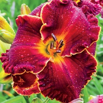 Hemerocallis 'Naughty Red' 