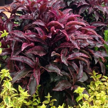 Ardisia crenata 'Red Hot Embers'