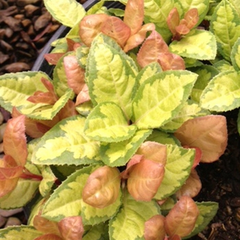 Ardisia japonica 'Treasure Crown™' 