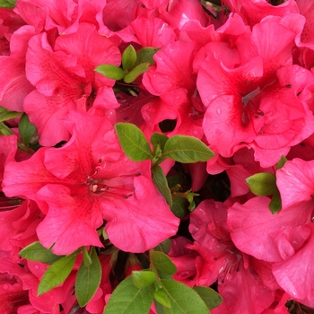 Rhododendron ReBLOOM™ 'Red Magnificence™' PP24493