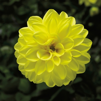 Dahlia 'Yellow' 
