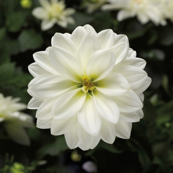 Dahlia Midalio™ 'White'