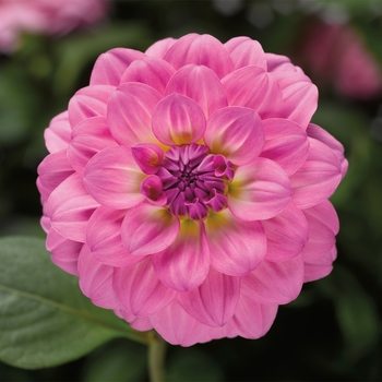 Dahlia 'Pink' 