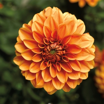 Dahlia 'Orange' 