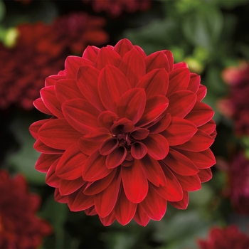 Dahlia 'Dark Red' 