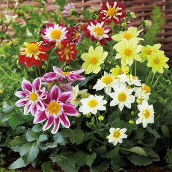 Dahlia 'Harlequin Mix'