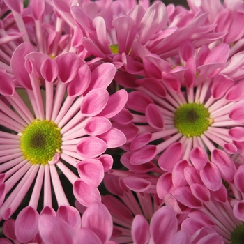 Chrysanthemum indicum 'Starling™ Pink'